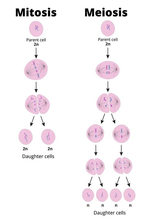 Premium Vector Difference Between Mitosis And Meiosis Types Of Cell