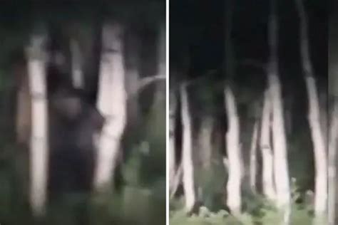 Couple Records ‘best Bigfoot Footage Ever After Spotting Dark Figure