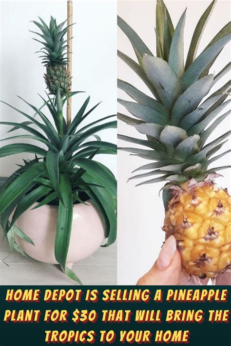 Home Depot Is Selling A Pineapple Plant For 30 That Will Bring The