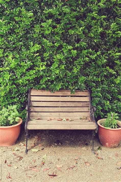 garden hedge with bench seat by stocksy contributor gillian vann stocksy