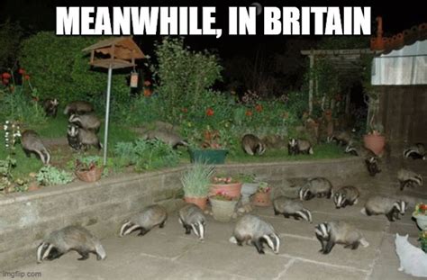 Image Tagged In Britainbritishbadgerbadgersanimalsmemes Imgflip