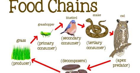 Learning Experiences Food Chain