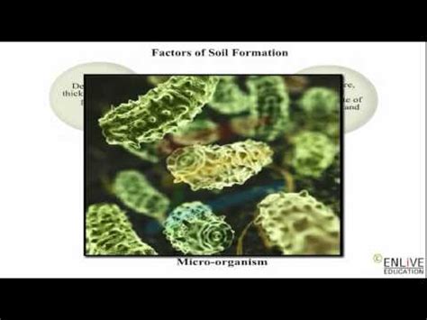 Stages of soil formation 4. Factor of soil formation - YouTube