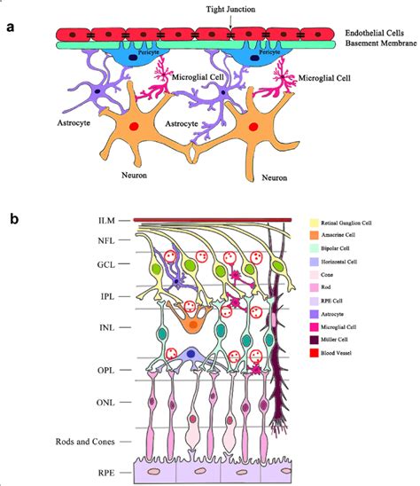 The Schematic Illustrations Of The Retinal Neurovascular Unit And