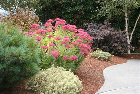 Autumn fire' is an improved form of the classic 'autumn joy' with fuller, long lasting flower clusters. Sedum 'Autumn Joy' - San Francisco - de Genevieve Schmidt