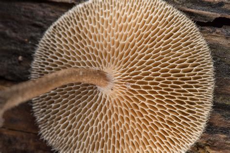 Slideshow 2457-02: Underside of a mushroom Polyporus arcularius ...