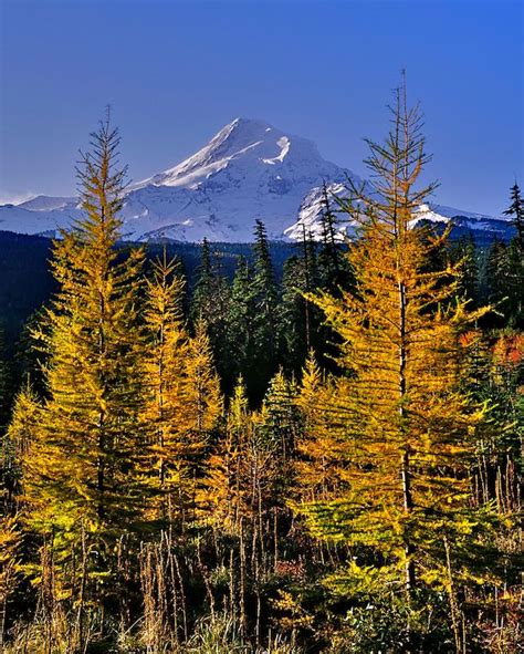Autumn Larch Grove And Mt Hood Oregon Mike Putnam Landscape