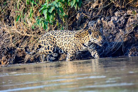 Jaguar Animal Facts