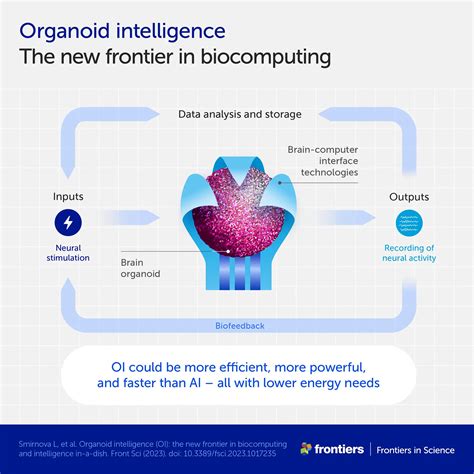 “organoid Intelligence” Revolutionary Biocomputers Powered By Human