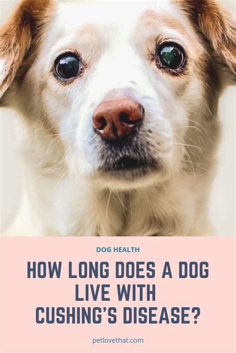 How Long Does A Dog Live With Cushings Disease Pet Love That