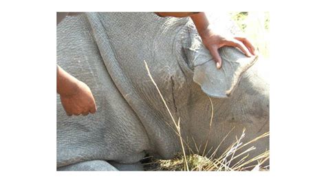 Rhino Horn Trade Triggers Extinction Threat