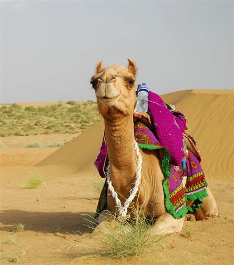 Camel at the animal market in al ain, uae. Camel in Tar desert | Free stock photos - Rgbstock - Free ...