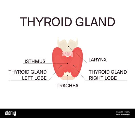 Thyroid Gland Illustration Stock Photo Alamy