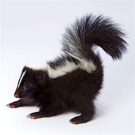 De Worming Your Baby Skunk