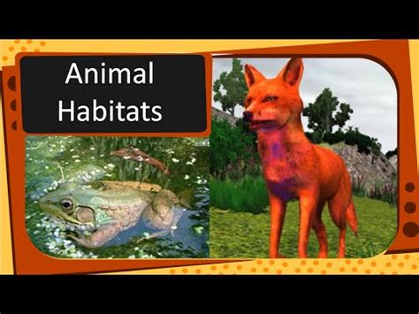 Now that we understood the definition of a habitat, we needed to choose some different animals to learn about that lived in those habitats. Science - Types of Animal Habitat - English - YouTube
