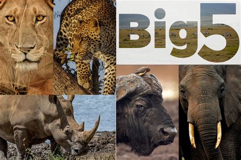 The Big Five Animals In Maasai Mara National Reserve Kenya Safaris