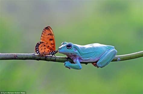 Is this a butterfly butterfly meme on me me. Butterfly appears to kiss frog before resting on its head ...