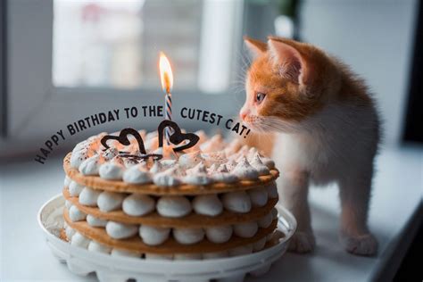 Happy Birthday To The Cat Pictures 50 Greeting Cards For Free