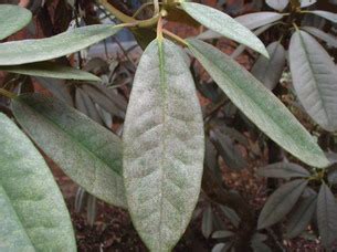 Check spelling or type a new query. Tree Pests & Diseases | Elm Leaf Beetle | Cypress Canker ...