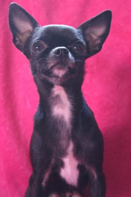 Black Chihuahua Old Pets Lovers