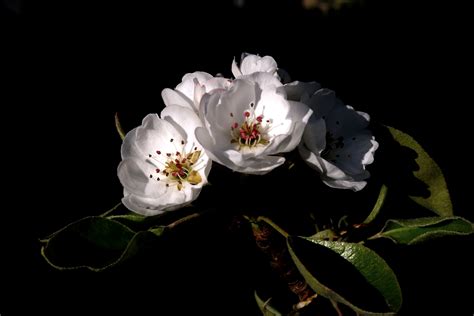 Free Images Apple Springtime White Petal Flower Still Life