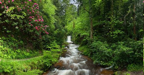 Nature Landscape Forest Waterfall Flowers Trees Shrubs Green