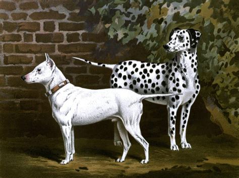 26 Vintage Dog Illustrations In The Public Domain Free Vintage