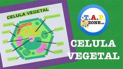 Como Hacer La Maqueta De La Celula Vegetal Tap Zone Mx Youtube
