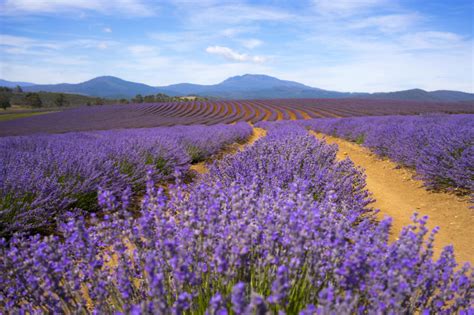 Untuk mengambil manfaat dan menghindari efek samping konsumsi kopi hitam, anda disarankan untuk mengonsumsinya dalam batas wajar. Baunya bukan sahaja harum... Ketahui 5 kebaikan lavender ...