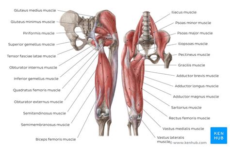 Quad leg muscles anatomy labeled diagram, vector illustration fitness poster. Learn all muscles with quizzes and labeled diagrams | Kenhub