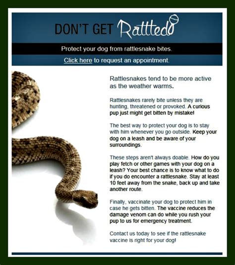 Rattlesnake Vaccine Magley Animal Hospital