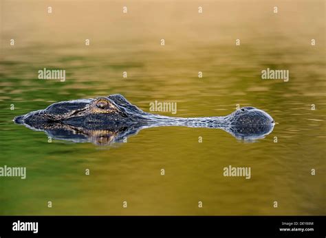 American Alligator Alligator Mississippiensis In The Water