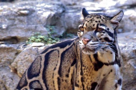 Clouded Leopard Animal Facts Neofelis Nebulosa A Z Animals