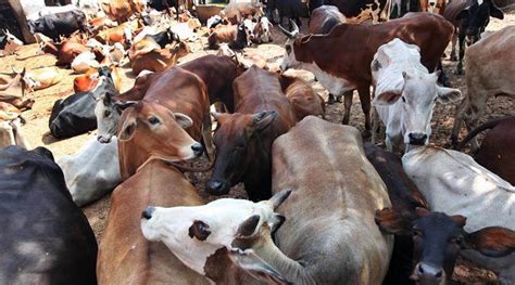 20th Livestock Census Cattle Population Down In Up Increases In