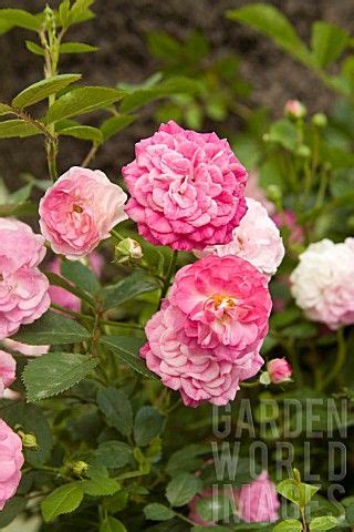 They form a group of plants that can be erect shrubs, climbing, or trailing. Rose: Gwen Cleary | Rose, Garden inspiration, Flowers