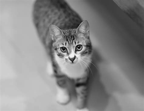 Grey Tabby Cat · Free Stock Photo