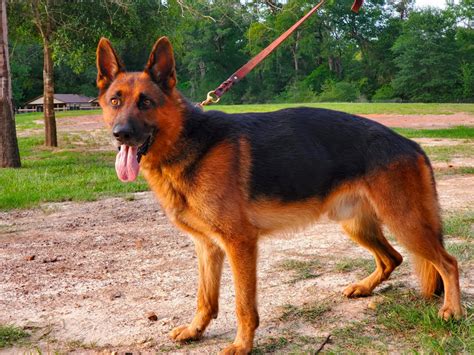 The 1 Year Old German Shepherd Energetic Loyal Trainable