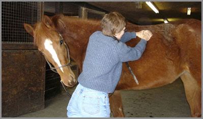 careers  horses equine massage therapist