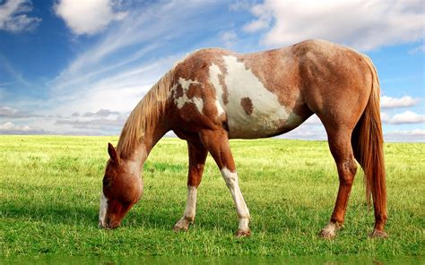 Descubrí la mejor forma de comprar online. CABALLOS PURA SANGRE ~ MEENCANTAELCABALLO