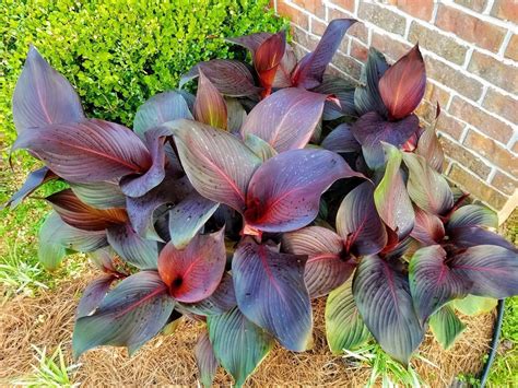 In warm climates where winter temperatures rarely drop below 40 degrees f, mulching the flower bed would be sufficient to protect them frost and freezing. Dealing with Canna Leaf Rollers | Cana lily, Canna lily ...