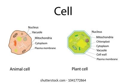 Check spelling or type a new query. Vacuole Images, Stock Photos & Vectors | Shutterstock
