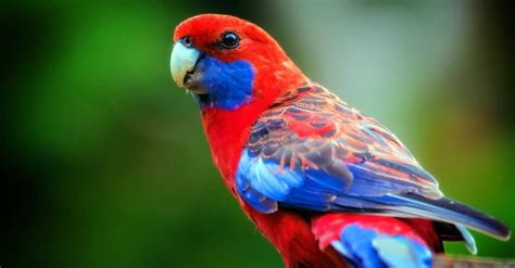 The 10 Most Beautiful Parrots In The World Imp World
