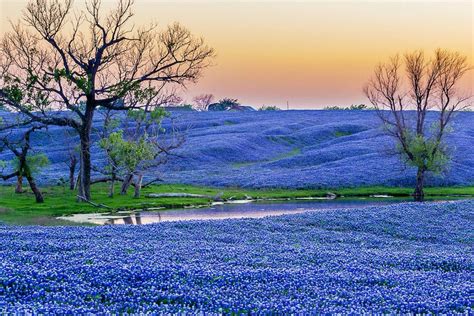 Unique flowers and balloons all available for delivery in texas. Ennis, Texas Bluebonnet Trails & Festival. April 1st-30th ...
