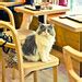 A cat cafe serving vegetarian meals, coffee and tea, smoothies, salads and much more. Cat Cafes - a gallery on Flickr