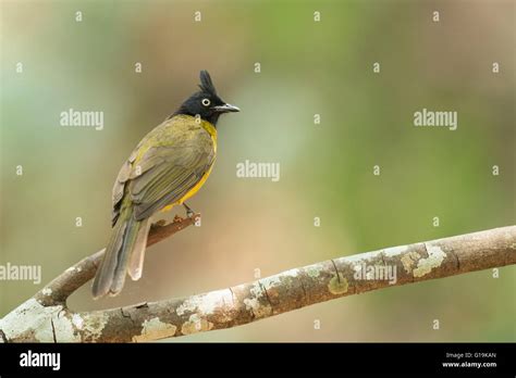 The Black Crested Bulbul Pycnonotus Flaviventris Is A Member Of The
