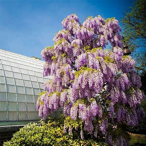 Purple Wisteria For Sale Online The Tree Center