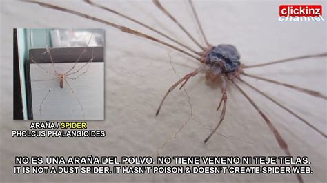 Harvestman Opilio Vs Spider Some Differences Of These Arachnids