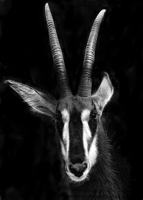 Sable Antelope By Linda Enfield 500px African Wildlife Antelope