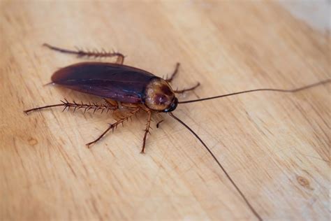 Can Cockroach Bite 7 Things That You Need To Know