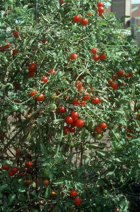 Sweet 100's cousin, bred by northrup, king for even stronger disease resistance (vfn) than its older relative. Tomatoes Super Sweet 100 cherry type | Plant & Flower ...